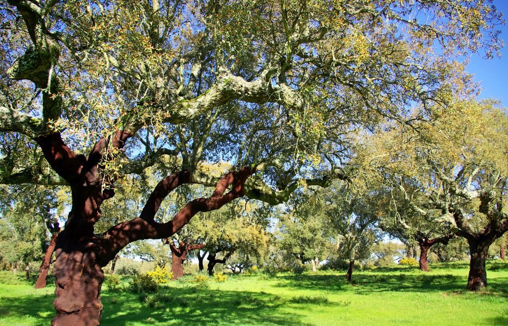 Cork Flooring - Naturally Environmentally Friendly | Parquetry Flooring ...